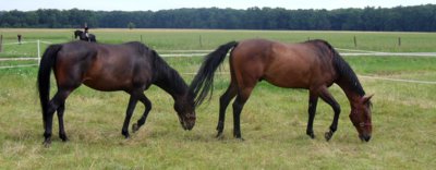 zámečtí koně ve Veltrusích