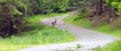 Na okamžik jsme ztuhly obě (cestou na Sněžku)