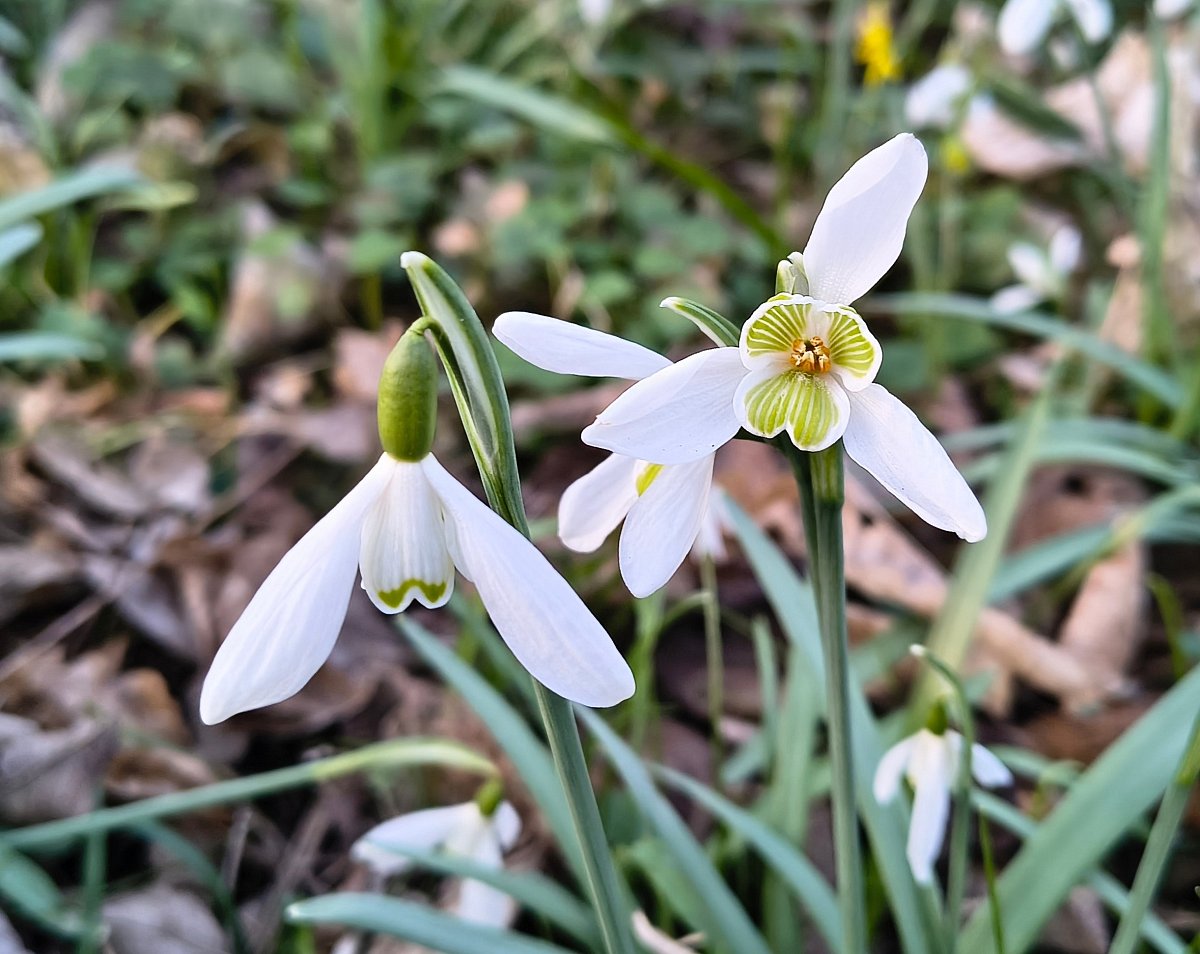 Dobříňský háj - sněženek ráj
